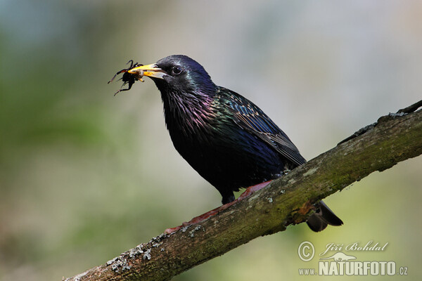 Škorec lesklý obyčajný (Sturnus vulgaris)