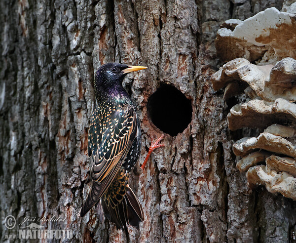 Škorec lesklý obyčajný (Sturnus vulgaris)