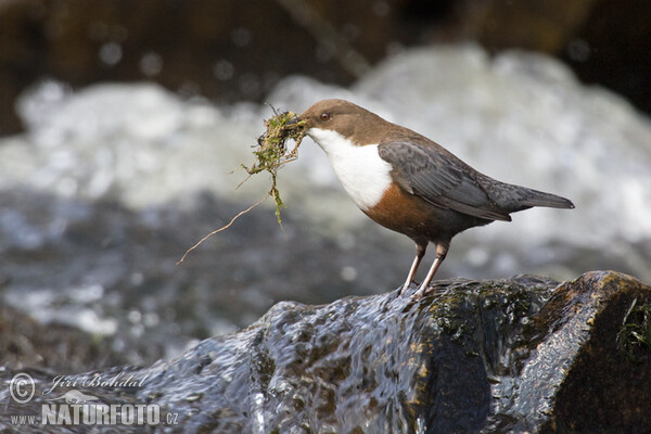 Skorec vodní (Cinclus cinclus)