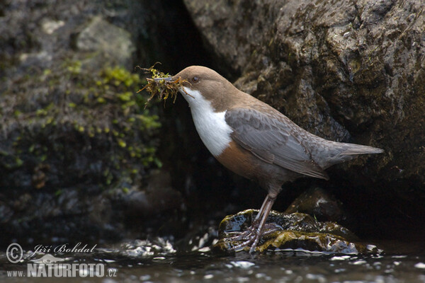 Skorec vodní (Cinclus cinclus)