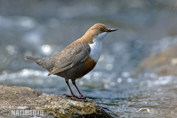 Skorec vodní (Cinclus cinclus)