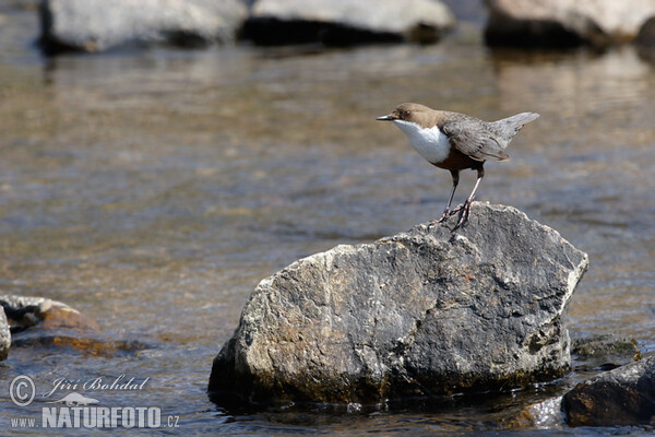 Skorec vodní (Cinclus cinclus)