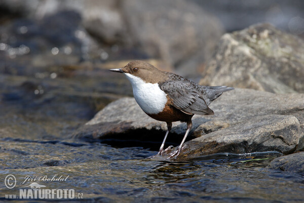 Skorec vodní (Cinclus cinclus)