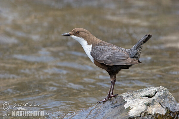 Skorec vodní (Cinclus cinclus)