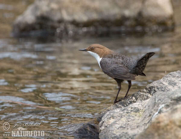 Skorec vodní (Cinclus cinclus)