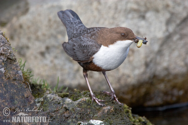 Skorec vodní (Cinclus cinclus)