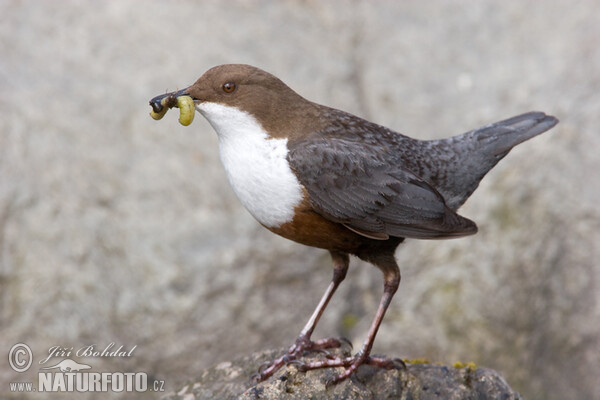 Skorec vodní (Cinclus cinclus)