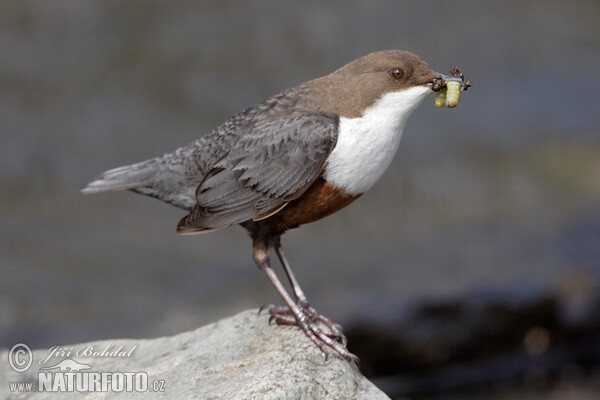 Skorec vodní (Cinclus cinclus)