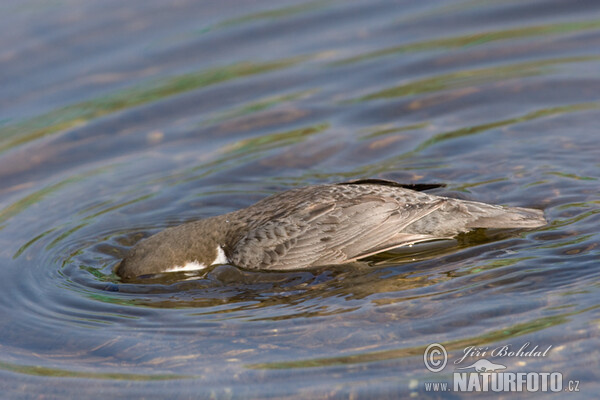 Skorec vodní (Cinclus cinclus)