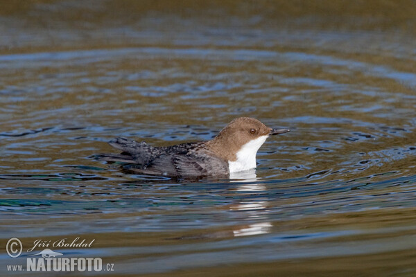 Skorec vodní (Cinclus cinclus)