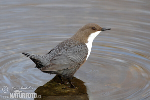 Skorec vodní (Cinclus cinclus)