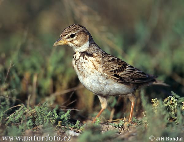 Škovránok stepný (Melanocorypha calandra)