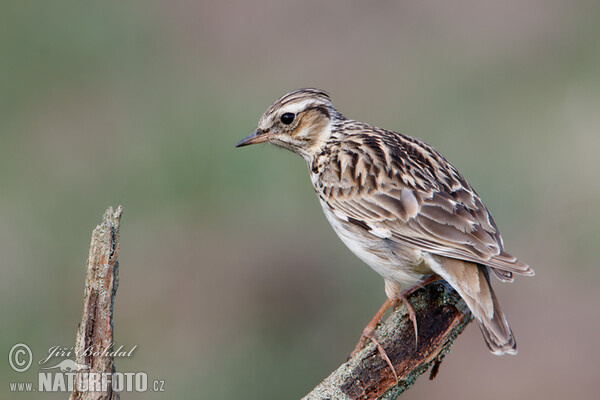 Skřivan lesní (Lullula arborea)