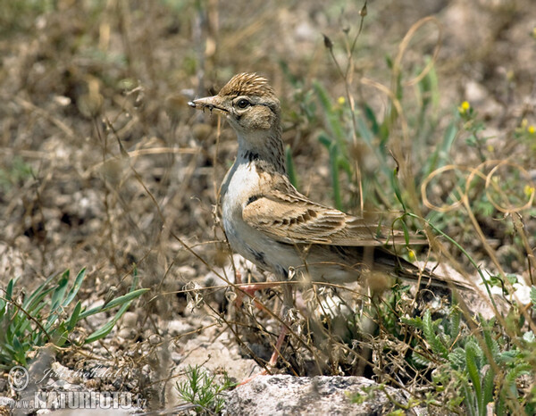 Skřivánek krátkoprstý (Calandrella brachydactyla)