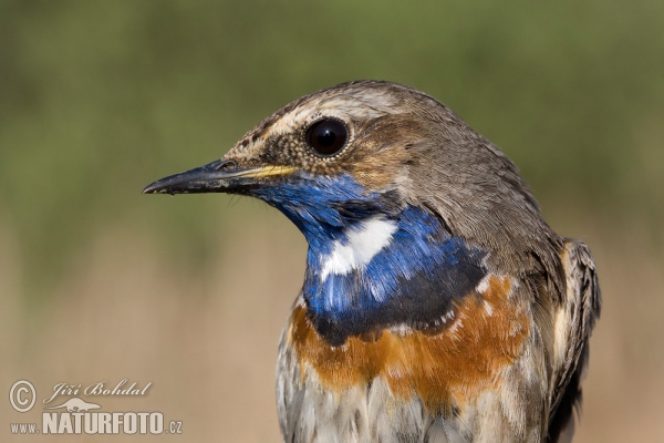 Slávik modrák (Luscinia svecica)