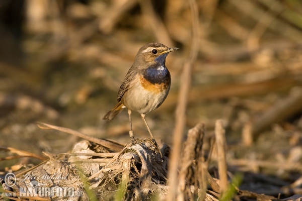 Slávik modrák (Luscinia svecica)