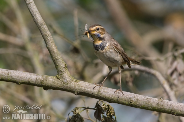 Slávik modrák (Luscinia svecica)