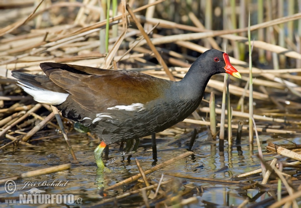 Sliepočka vodná (Gallinula chloropus)