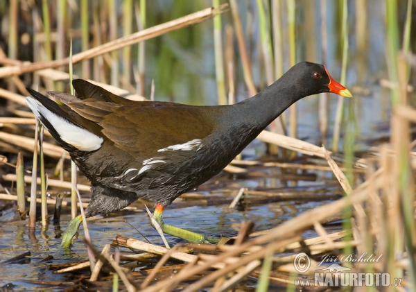 Sliepočka vodná (Gallinula chloropus)