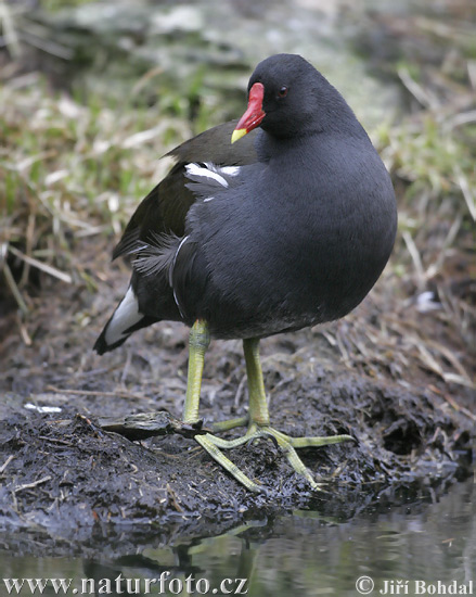 Sliepočka vodná (Gallinula chloropus)