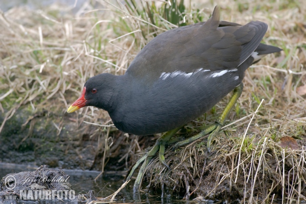 Sliepočka vodná (Gallinula chloropus)