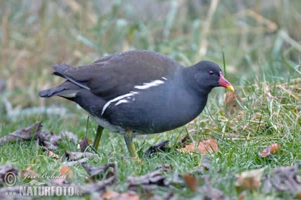 Sliepočka vodná (Gallinula chloropus)