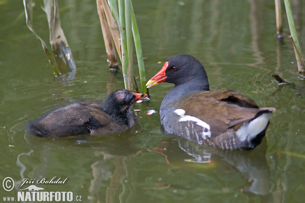 Sliepočka vodná (Gallinula chloropus)