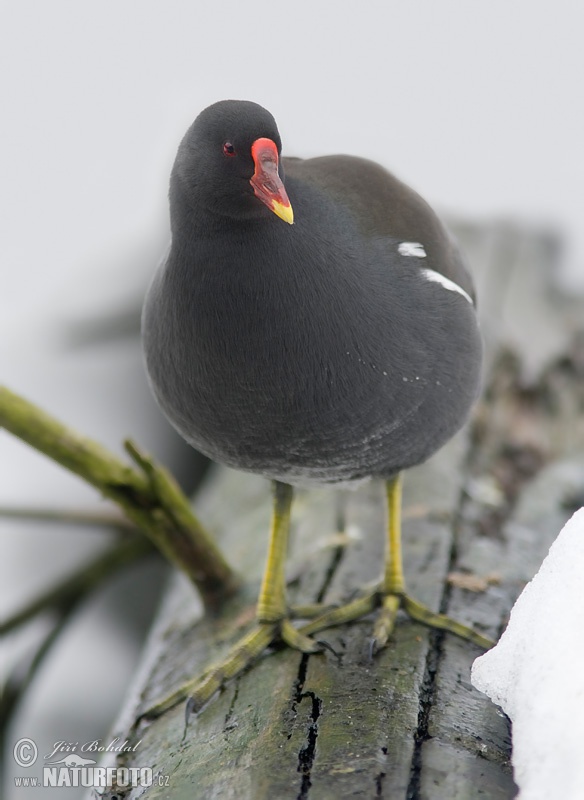 Sliepočka vodná (Gallinula chloropus)