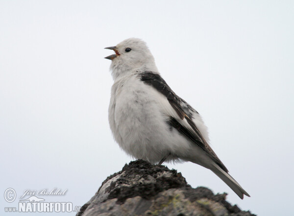 Sněhule severní (Plectrophenax nivalis)