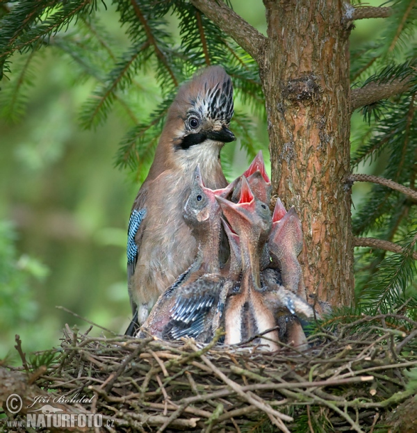 Sojka obecná (Garrulus glandarius)