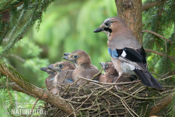 Sojka obecná (Garrulus glandarius)