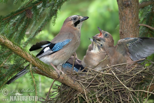 Sojka obecná (Garrulus glandarius)