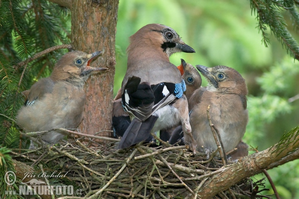 Sojka obecná (Garrulus glandarius)