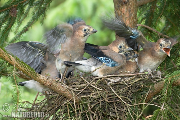 Sojka obecná (Garrulus glandarius)