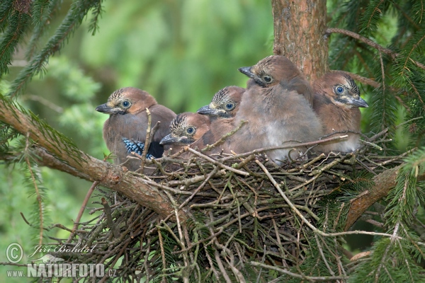 Sojka obecná (Garrulus glandarius)