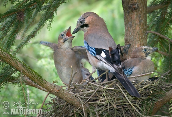 Sojka obecná (Garrulus glandarius)