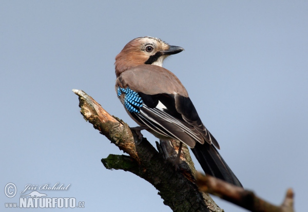 Sojka obecná (Garrulus glandarius)