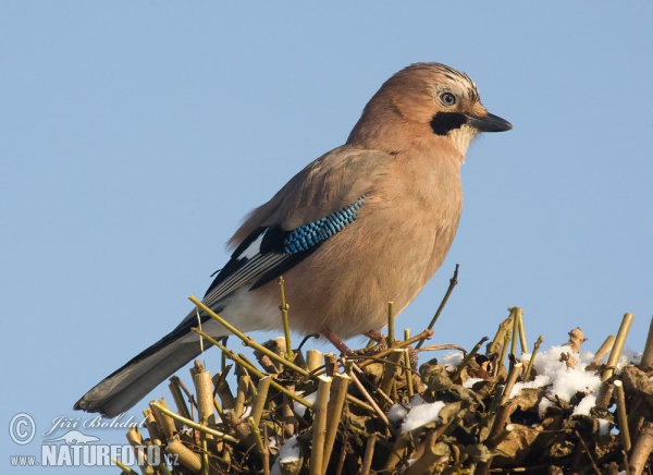 Sojka obecná (Garrulus glandarius)