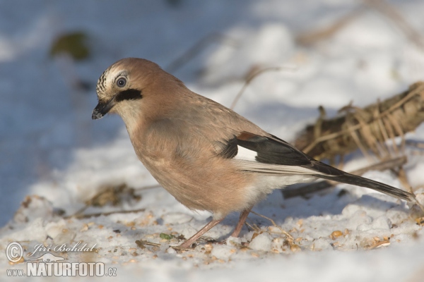 Sojka obecná (Garrulus glandarius)