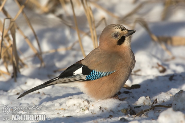 Sojka obecná (Garrulus glandarius)