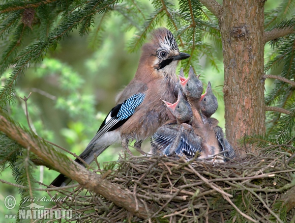 Sojka obyčajná (Garrulus glandarius)