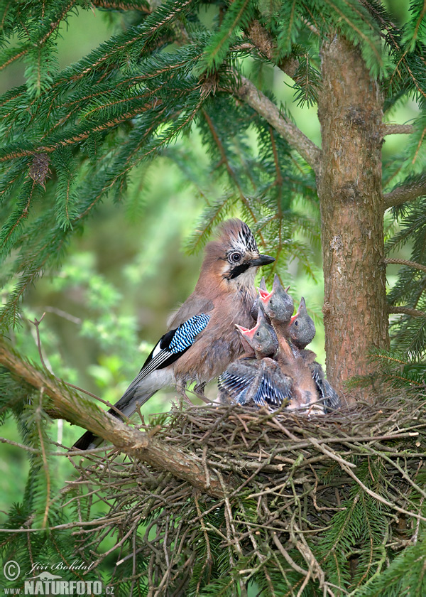 Sojka obyčajná (Garrulus glandarius)