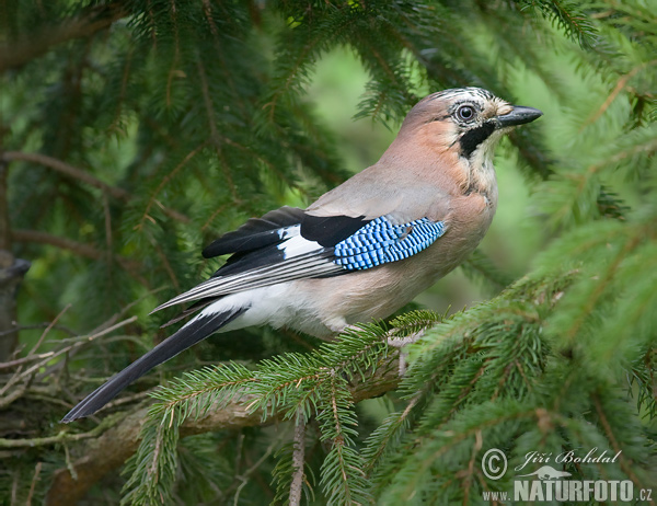 Sojka obyčajná (Garrulus glandarius)