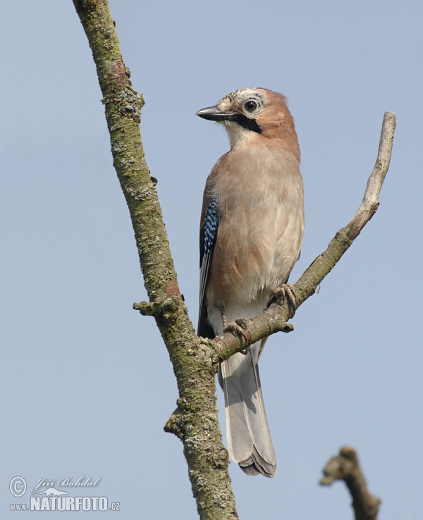 Sojka obyčajná (Garrulus glandarius)