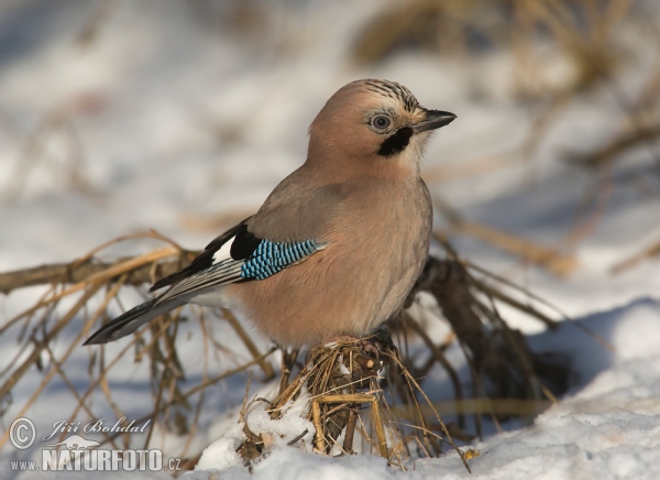 Sojka obyčajná (Garrulus glandarius)