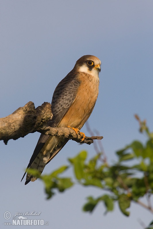 Sokol kobcovitý (Falco vespertinus)
