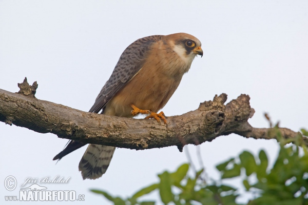 Sokol kobcovitý (Falco vespertinus)