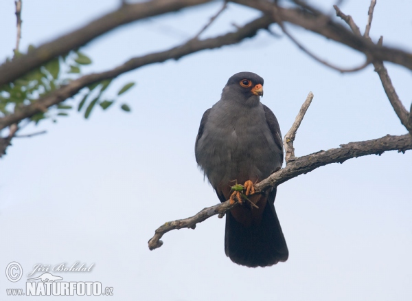 Sokol kobcovitý (Falco vespertinus)