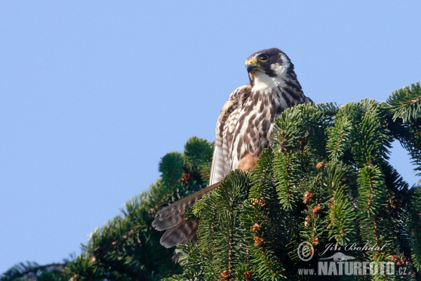 Sokol lastovičiar (Falco subbuteo)