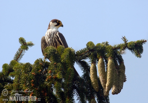 Sokol lastovičiar (Falco subbuteo)